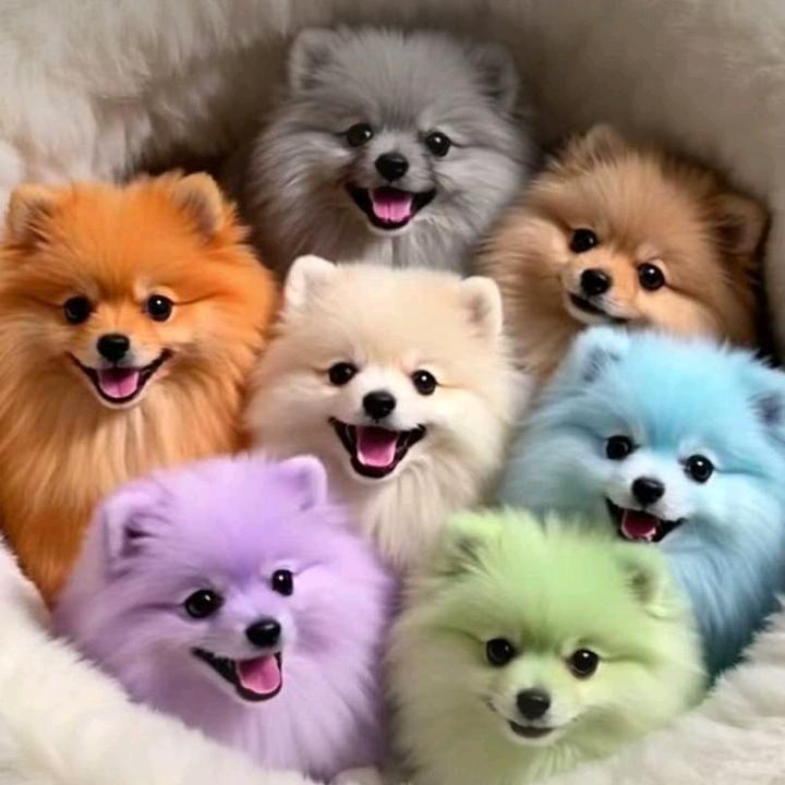 ღ҉ 商丘天沐博美犬舍℘