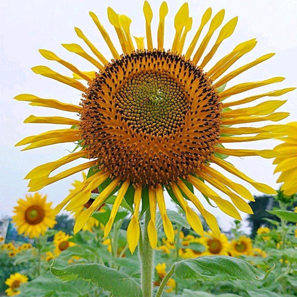 向日葵🌻