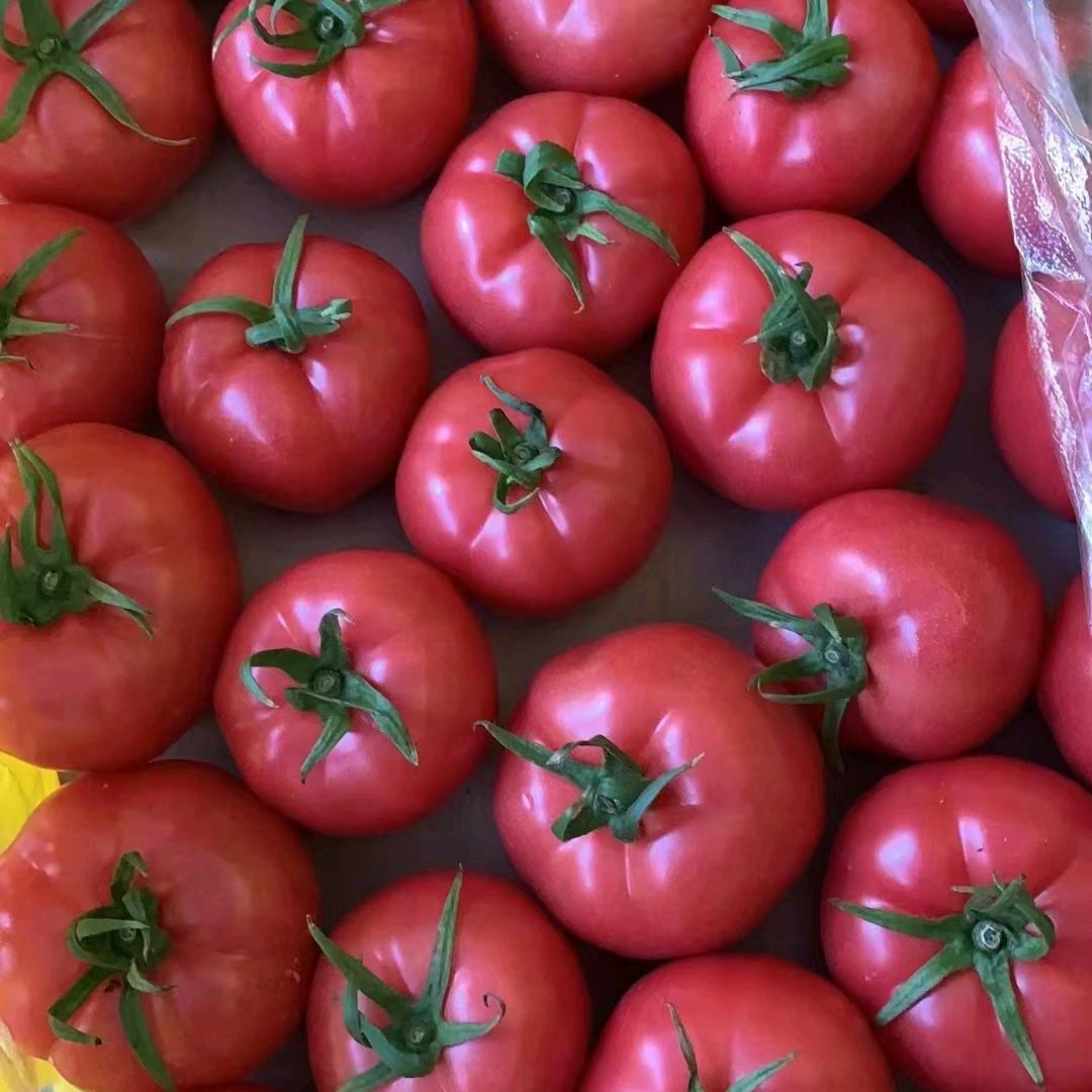 膨果峰西红柿种植～国富（樊明）