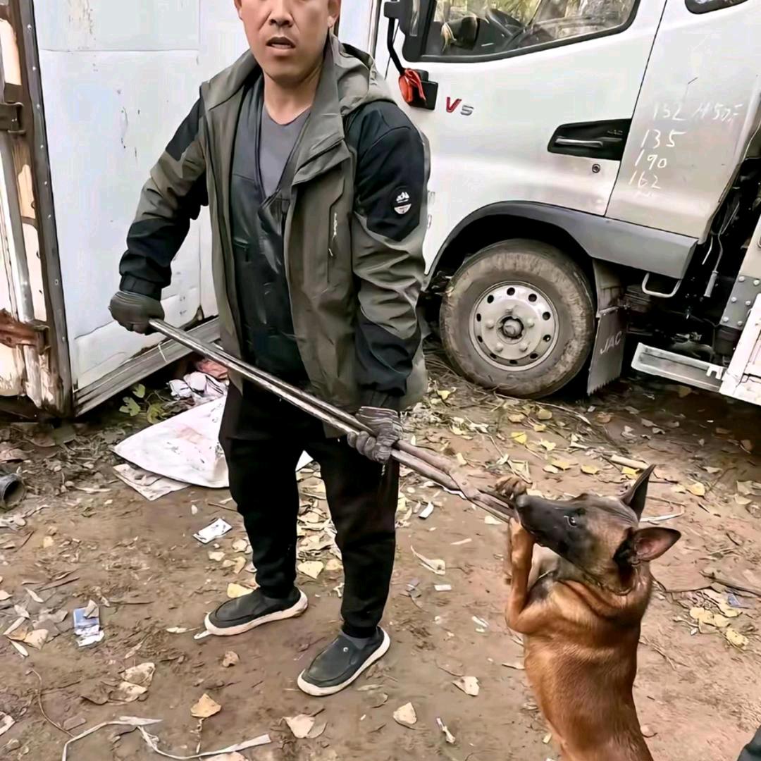 Aaa董师傅专业套狗(全国可飞)