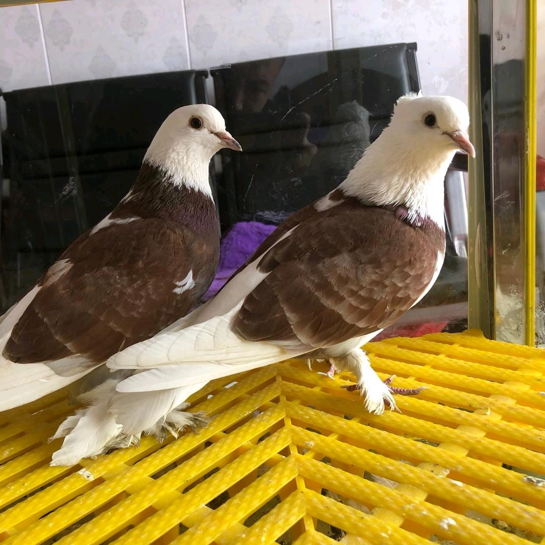 小鹏鸽舍