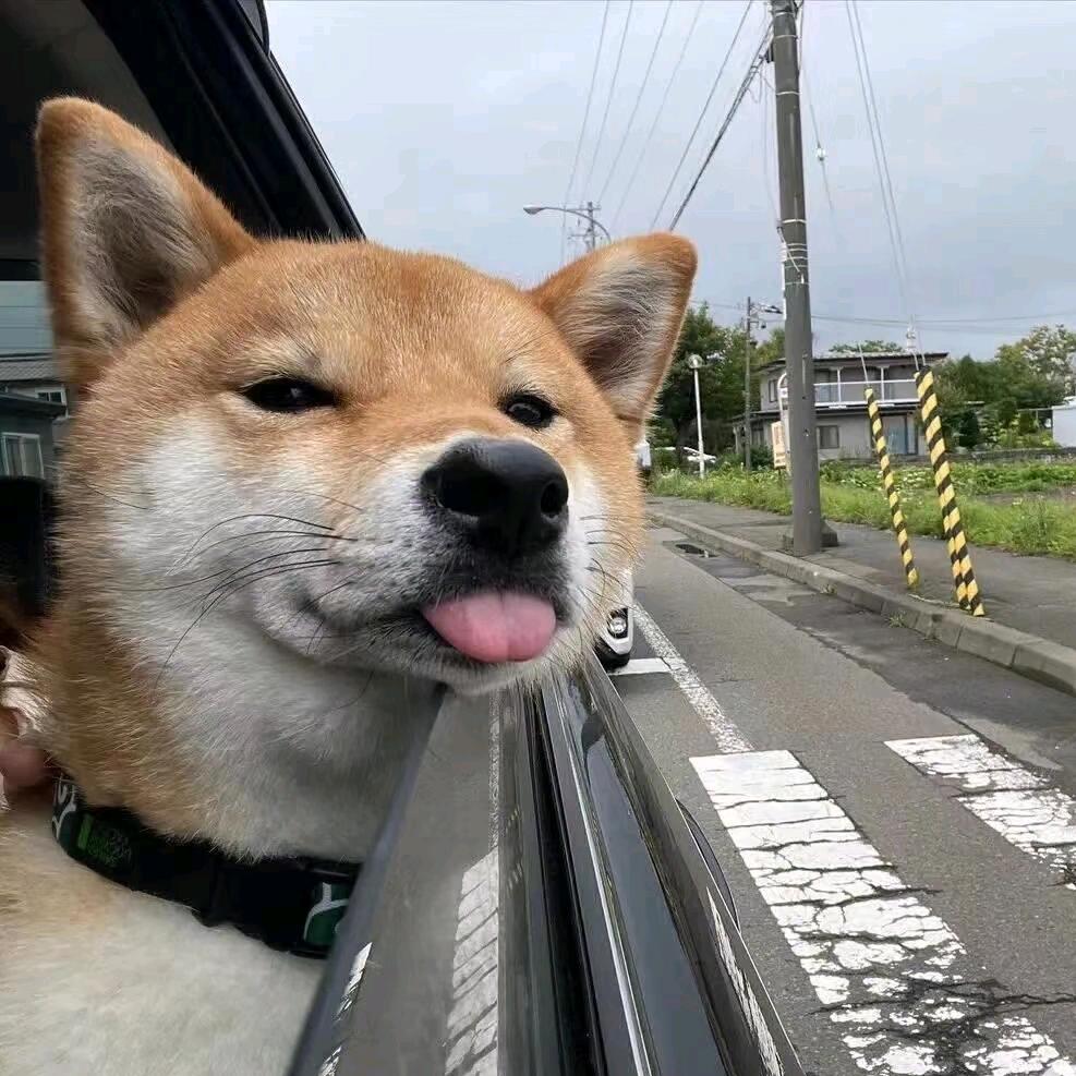 会跳舞的饭🔥