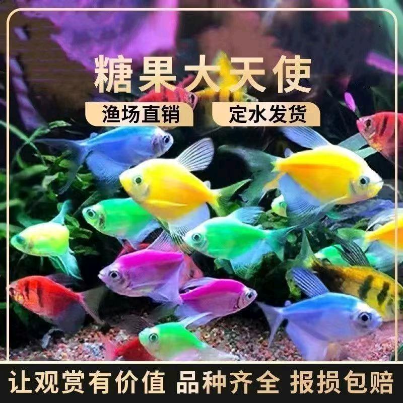 乐洋水族馆