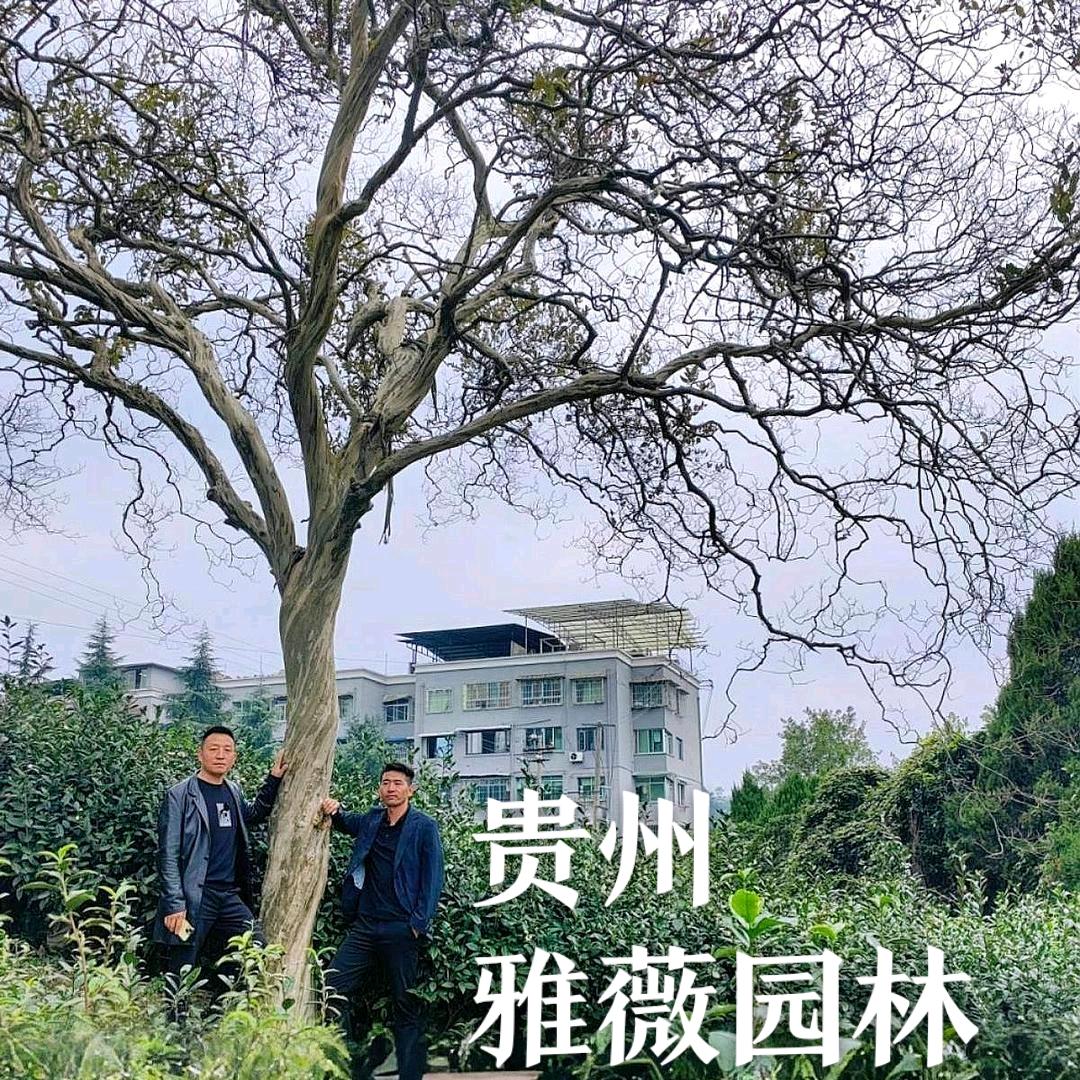贵州雅薇园林