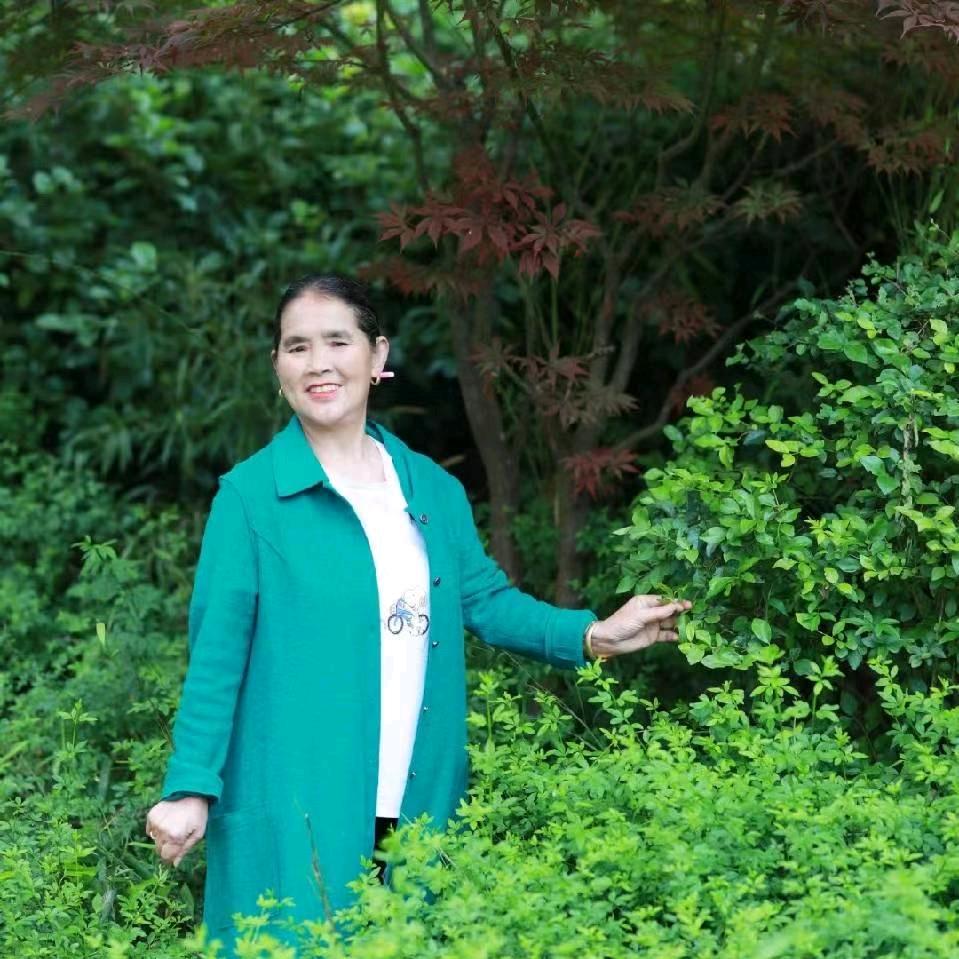 红菊