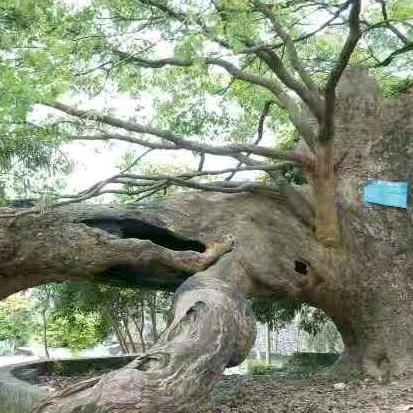 老🐲四🐉（317）