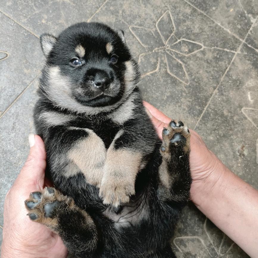 逗斗鱼的鱼