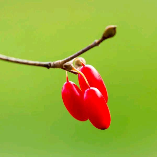 越来越好579694978