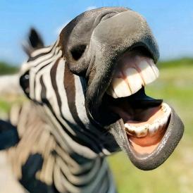 虾扯动物圈