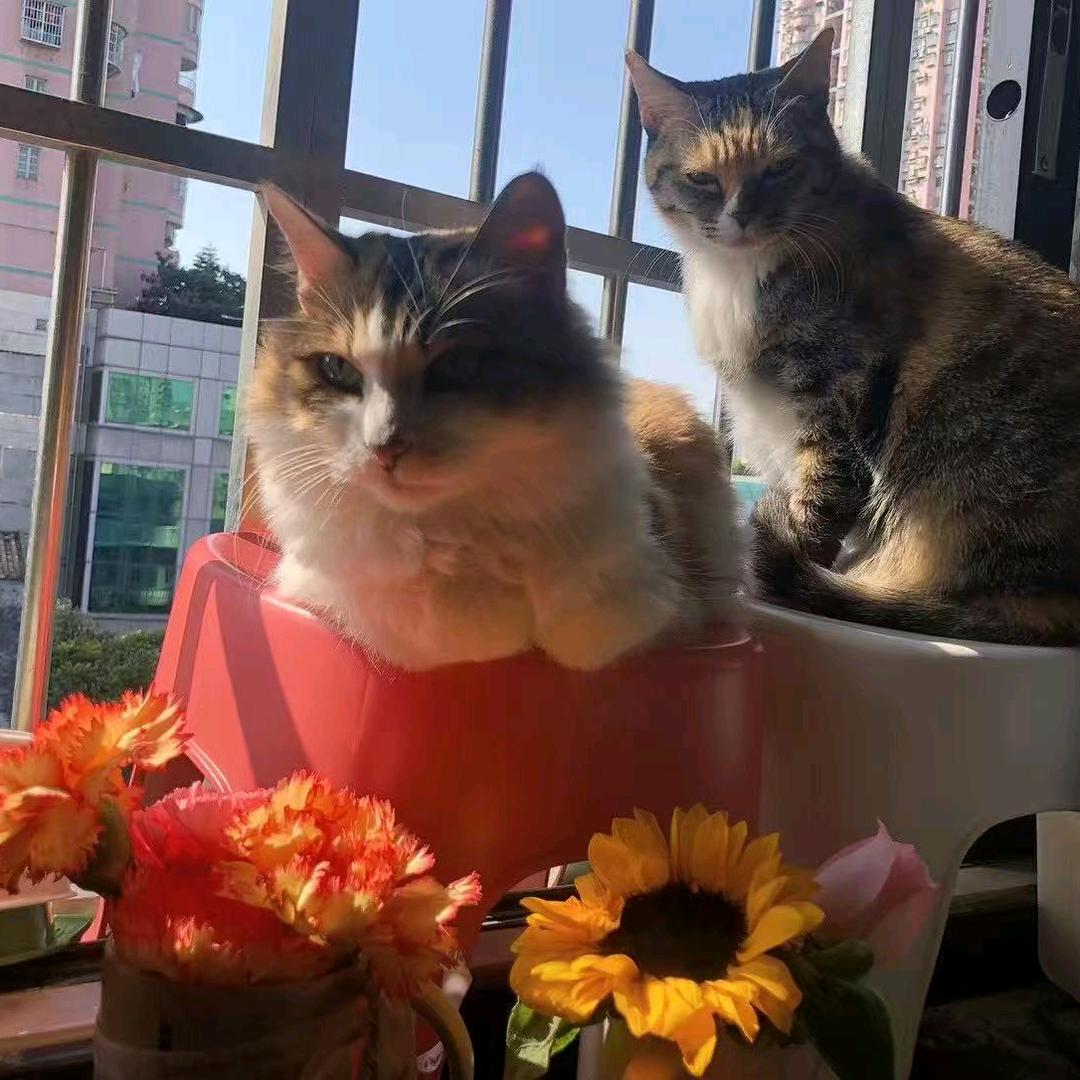 卜撑是两只🐱