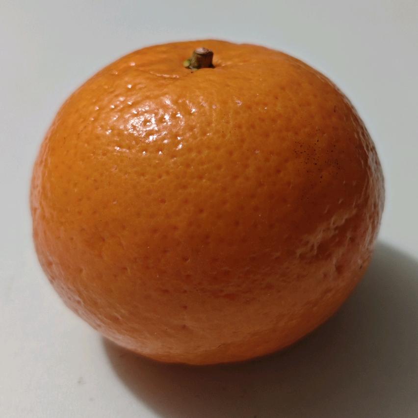 蛛蛛虾