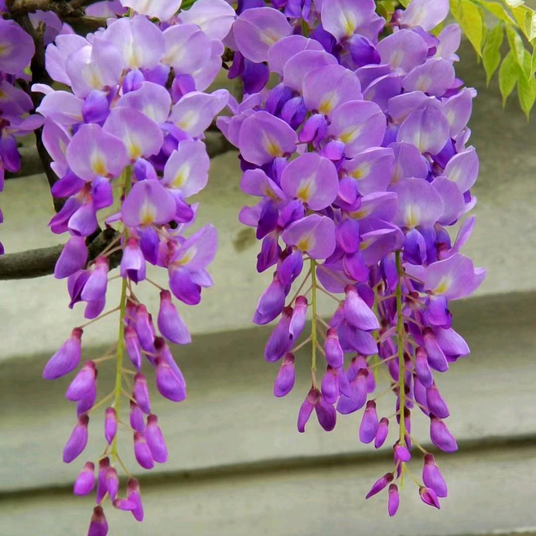 肖育林，民间艺术