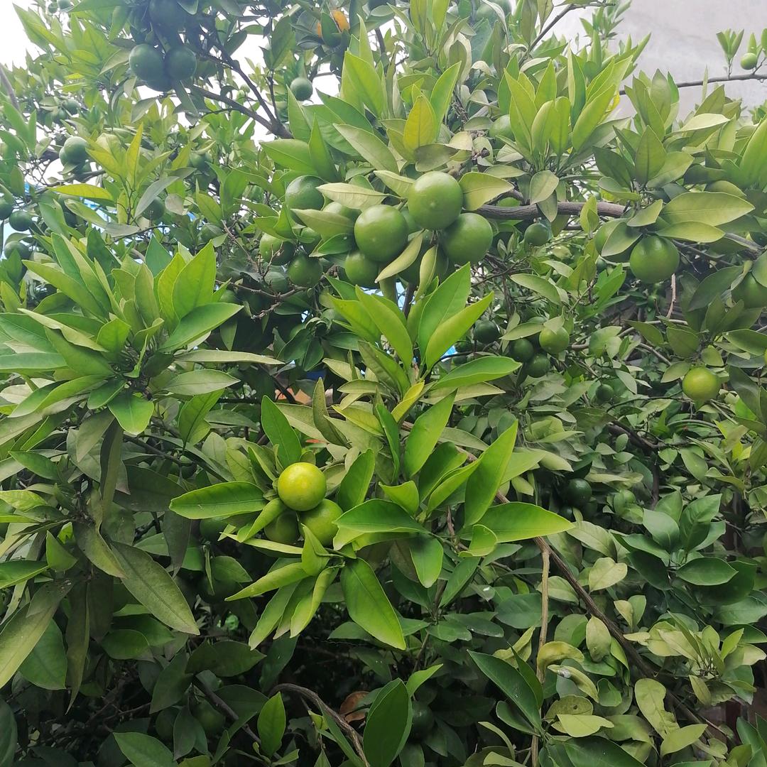 老杨
