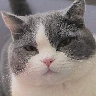熊孩子小猫