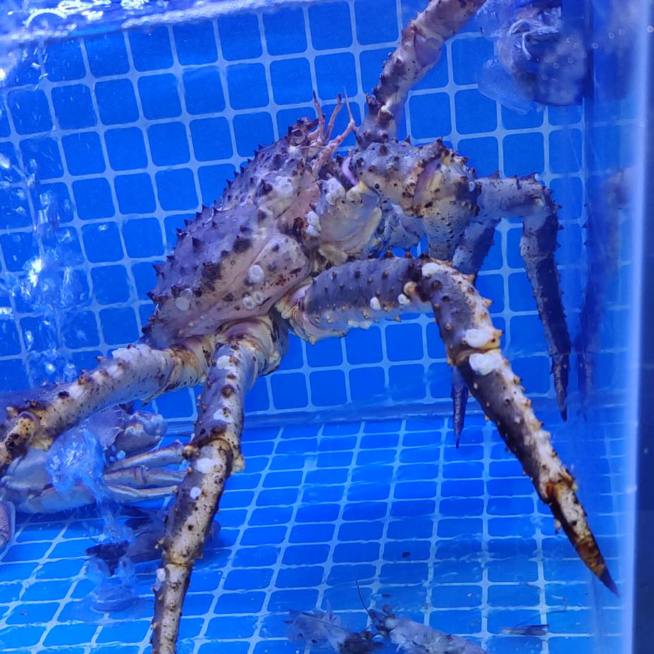 卖海鲜我是认真的