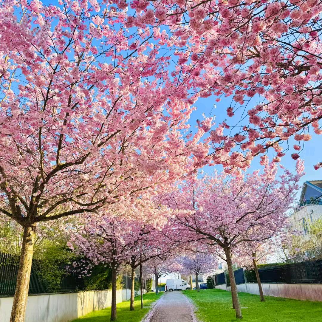 王梅花
