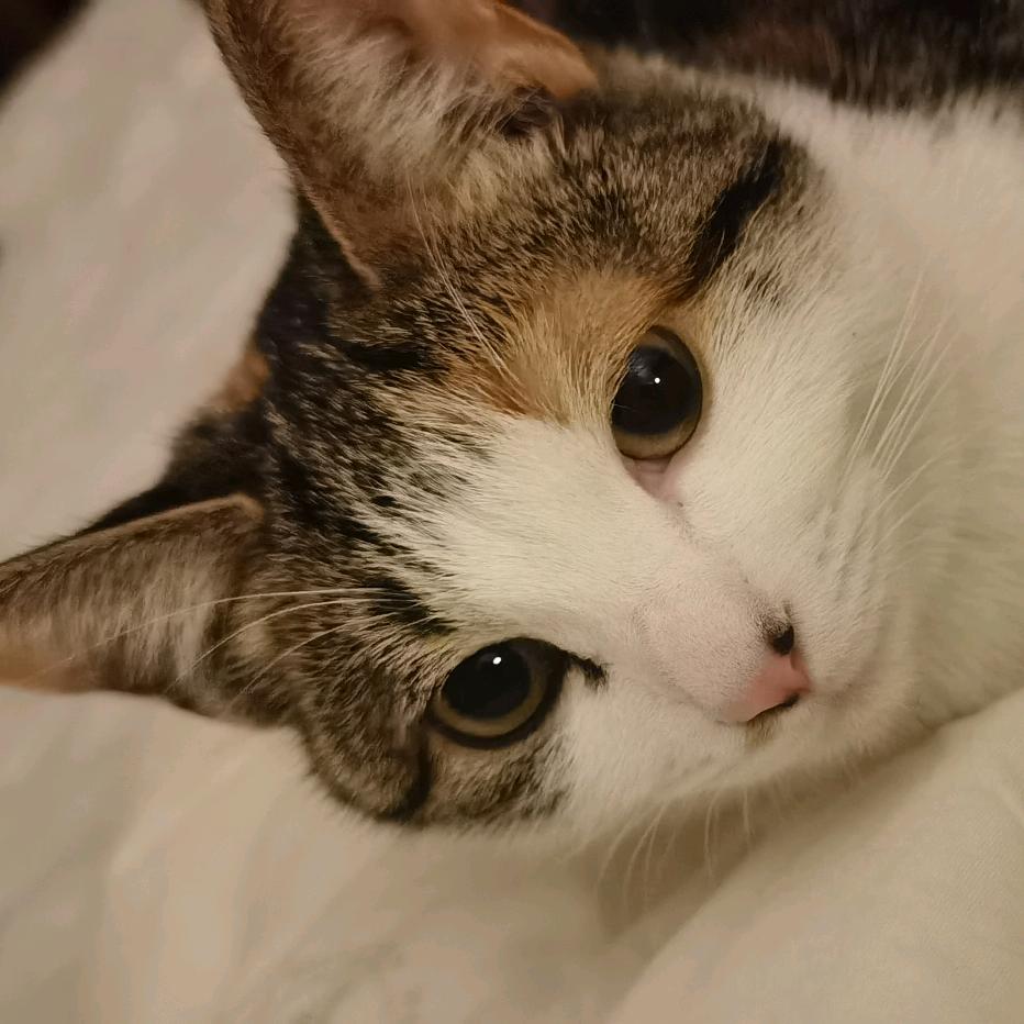 筚路蓝缕，以启山林