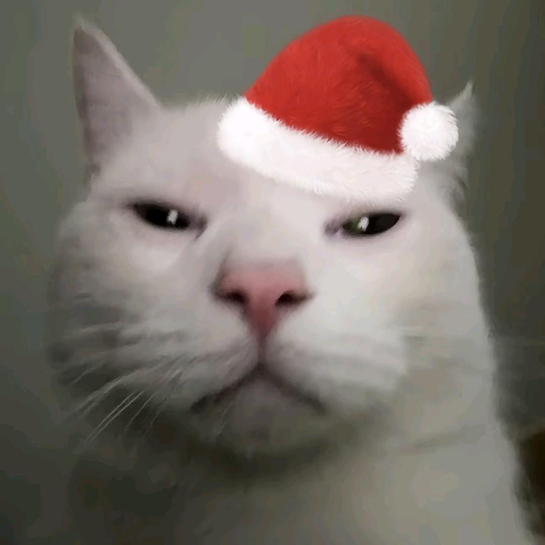 居然是只小猫