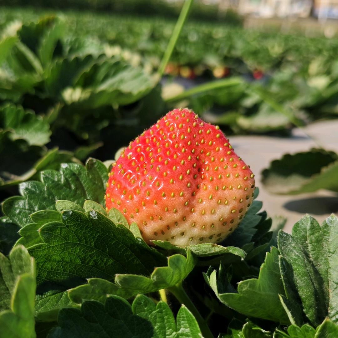 柠夏❁⃘𖤣𖥧*ﾟ.