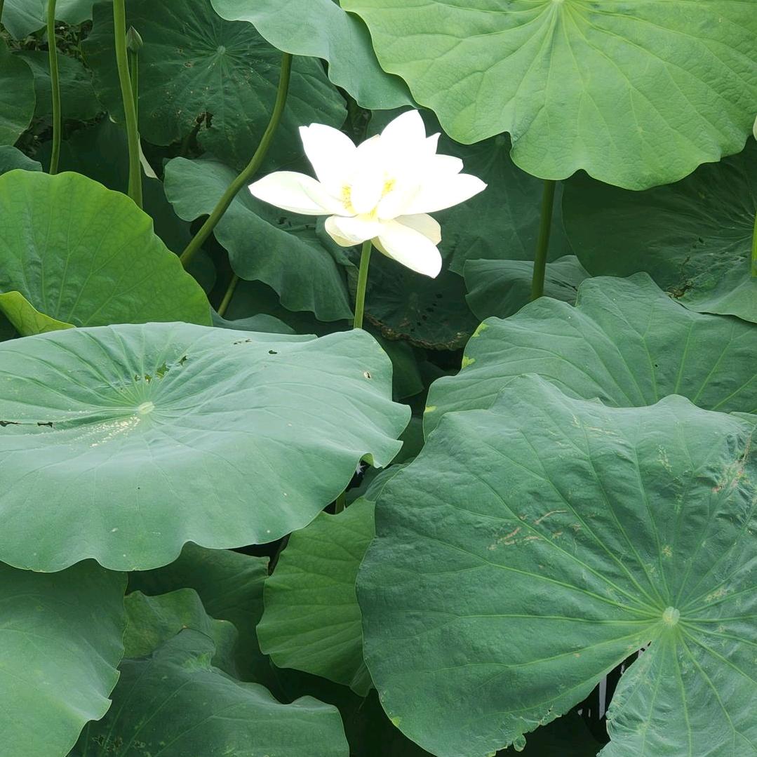 梨山💐💐足浴