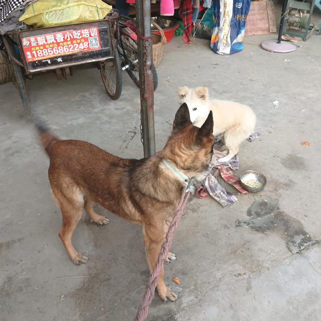 忠