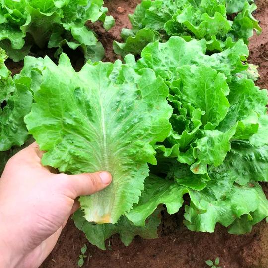 高升农业小铺铺