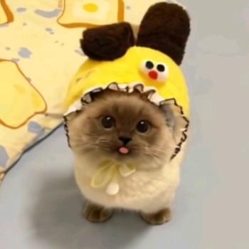 雪雪