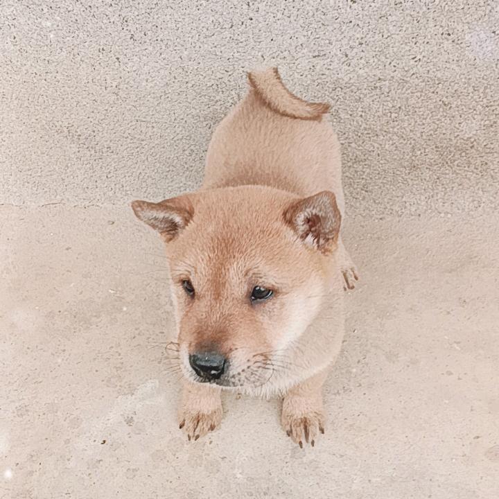 梁全期美