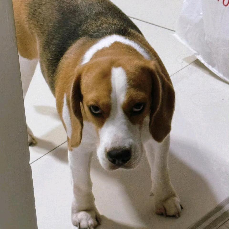 做事果断的菠萝