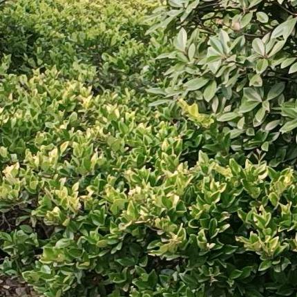 看淡人生《首播》