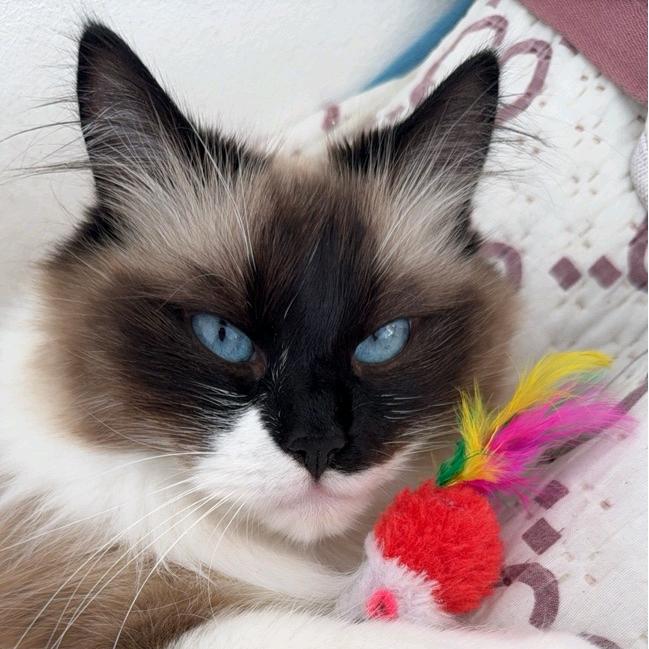 塔塔的缅因猫