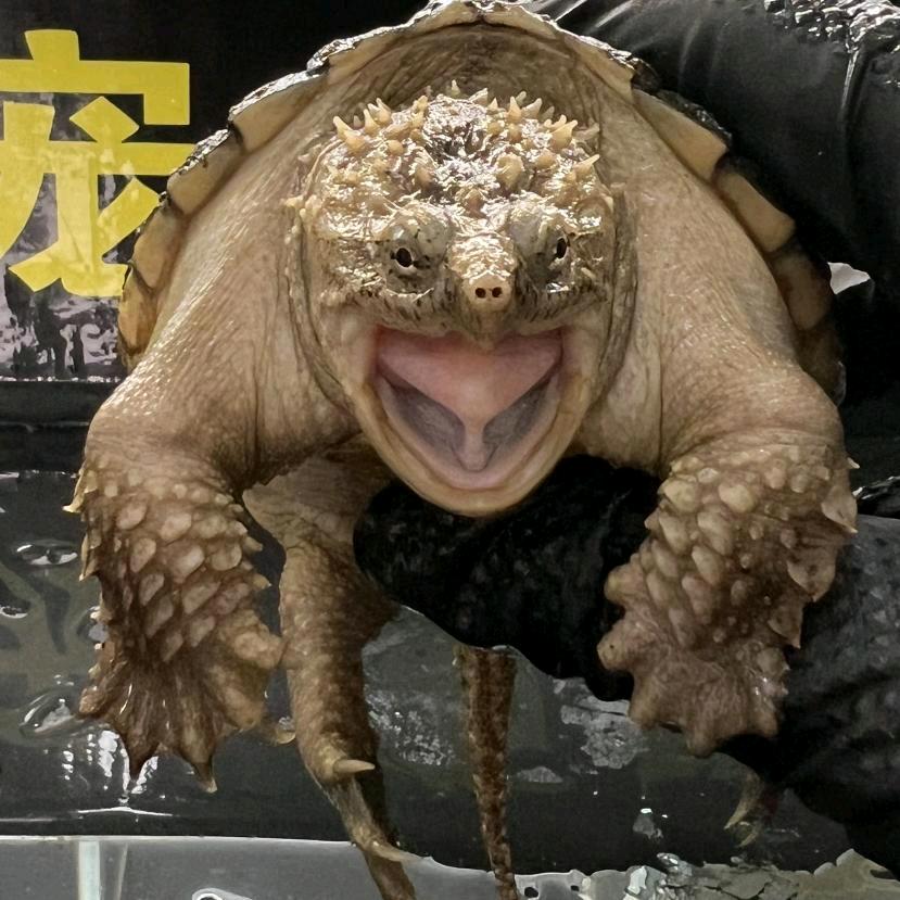 小表妹佛鳄