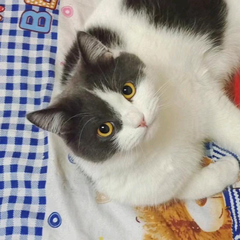 冰桶里的美西螈