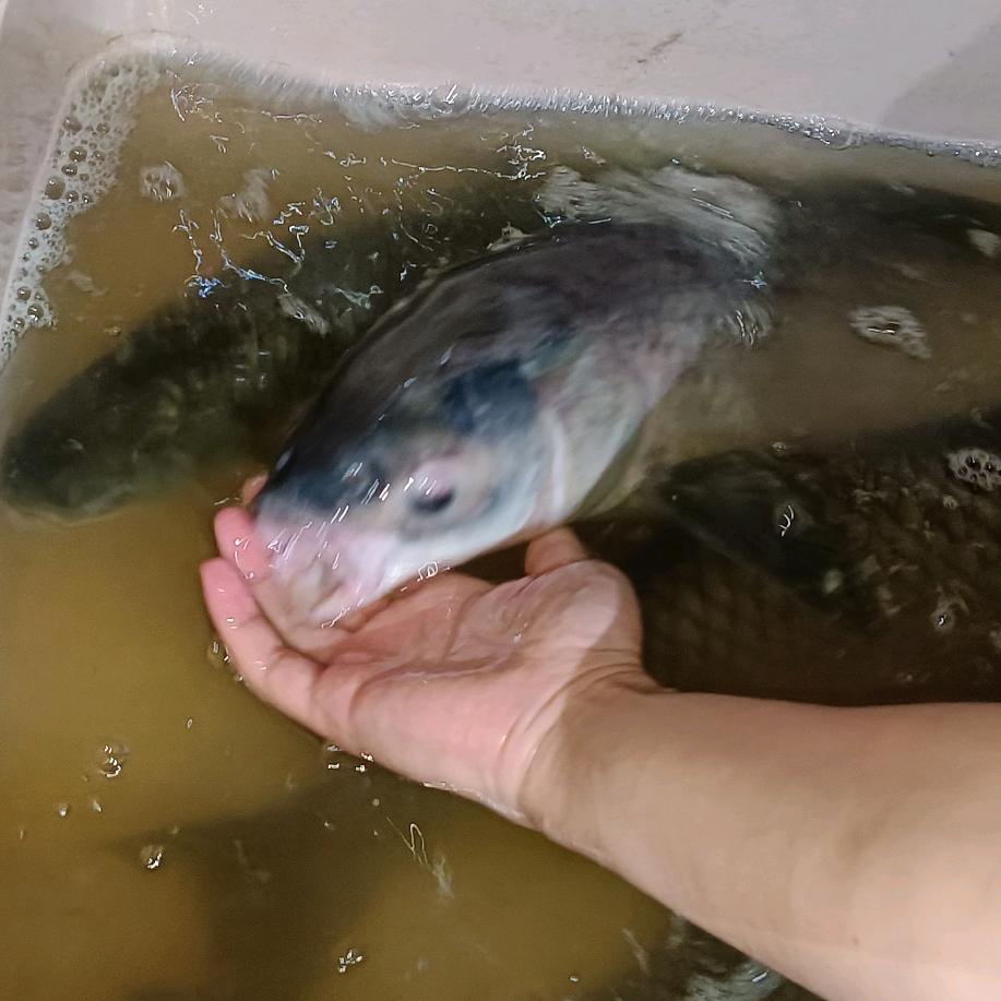 新手保护期