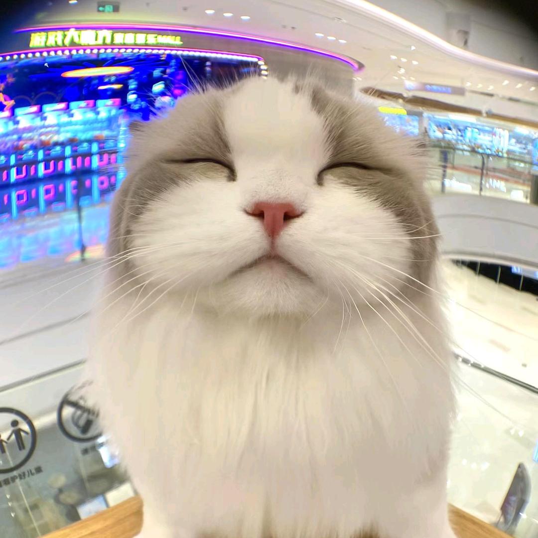 是猫猫吖