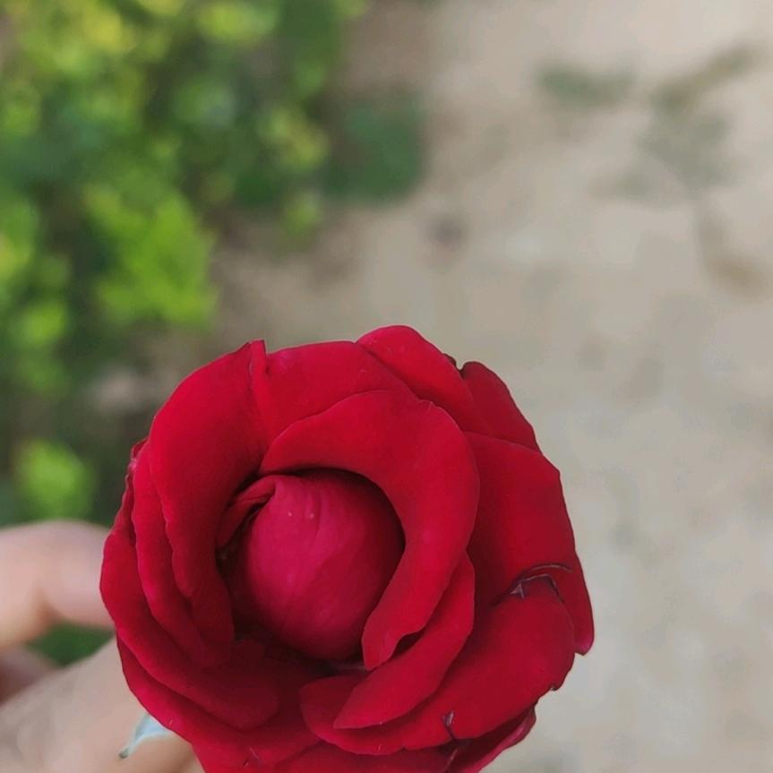 花瓣