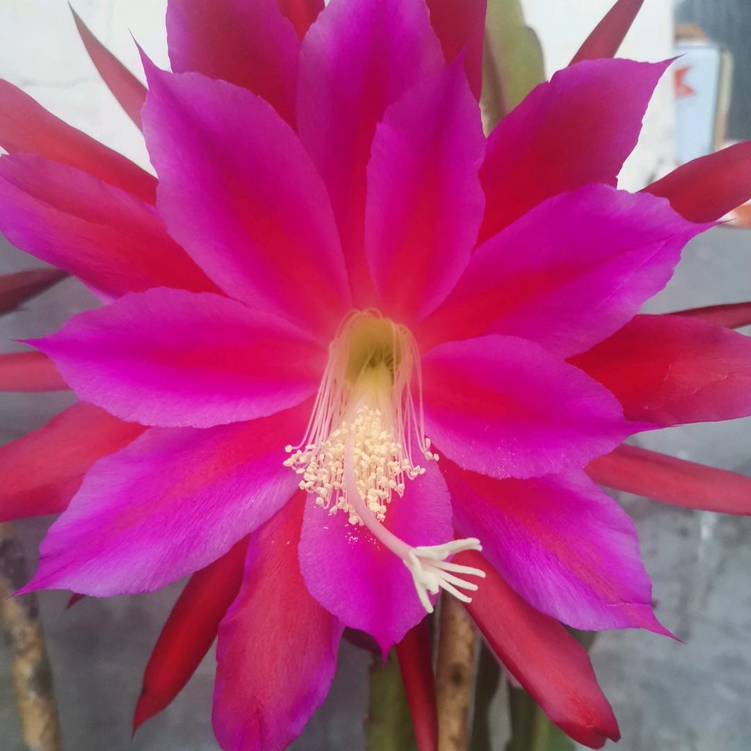 飞云唐🔆