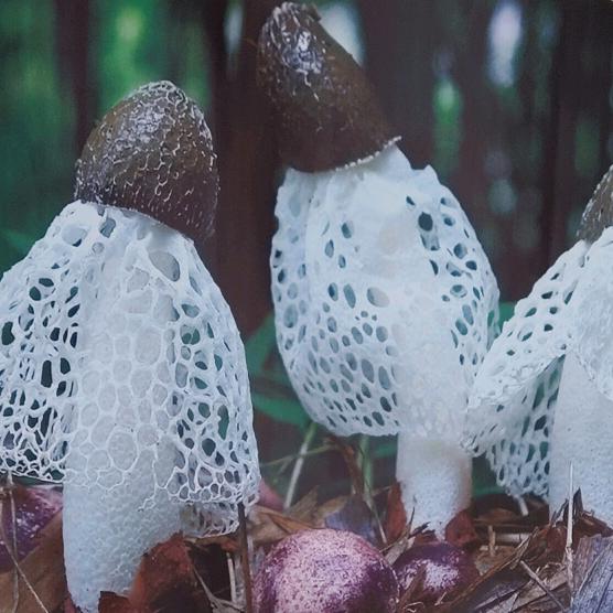 织金竹荪