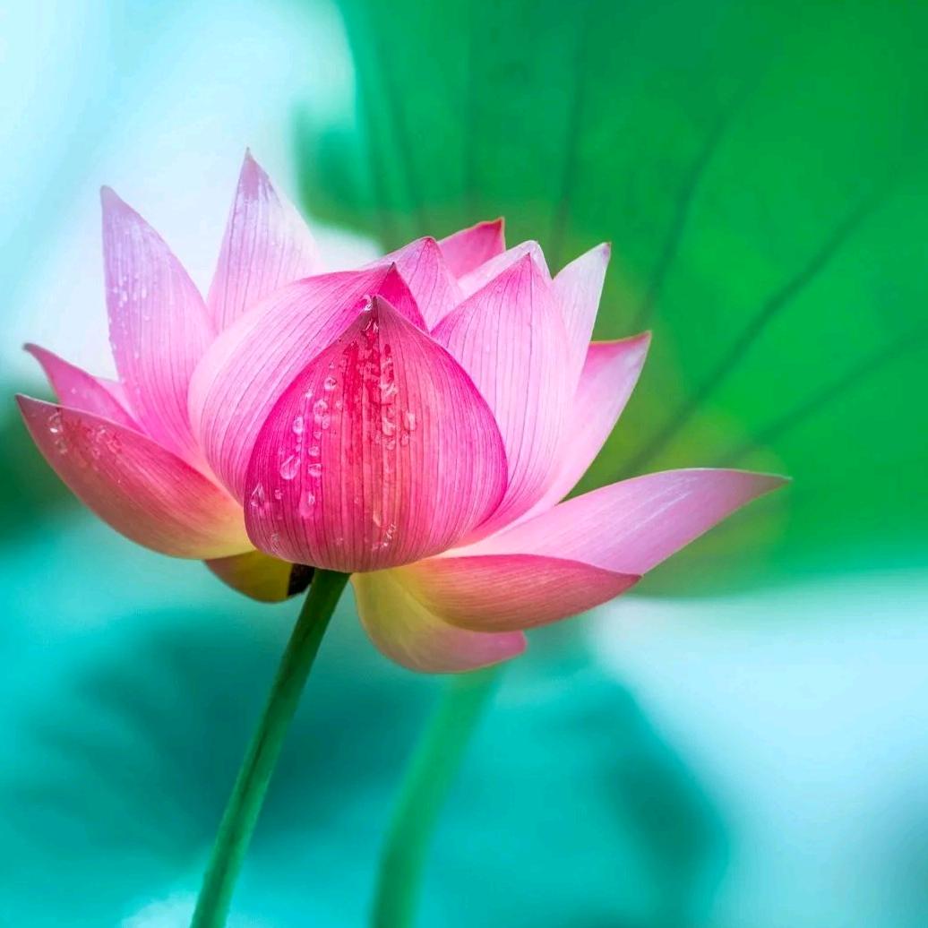 蝶恋花