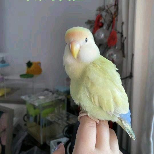 晨曦鹦鹉🦜🦜🦜