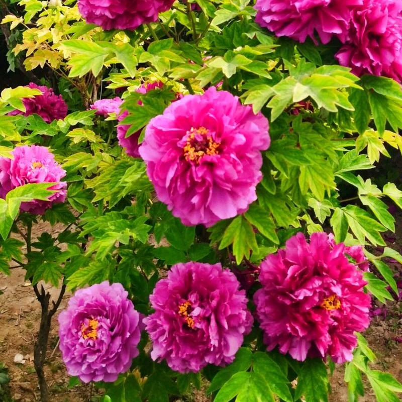 花汐颜语