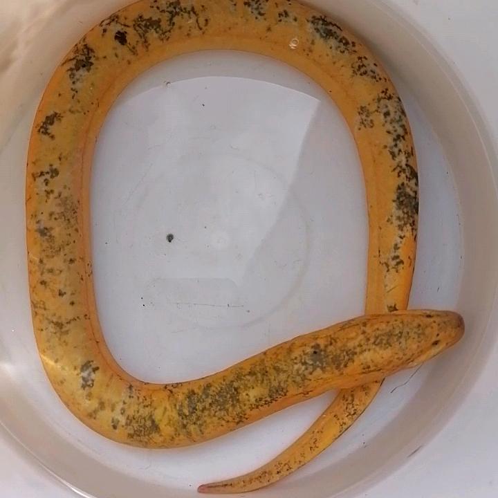 鳝一道：宏源水产