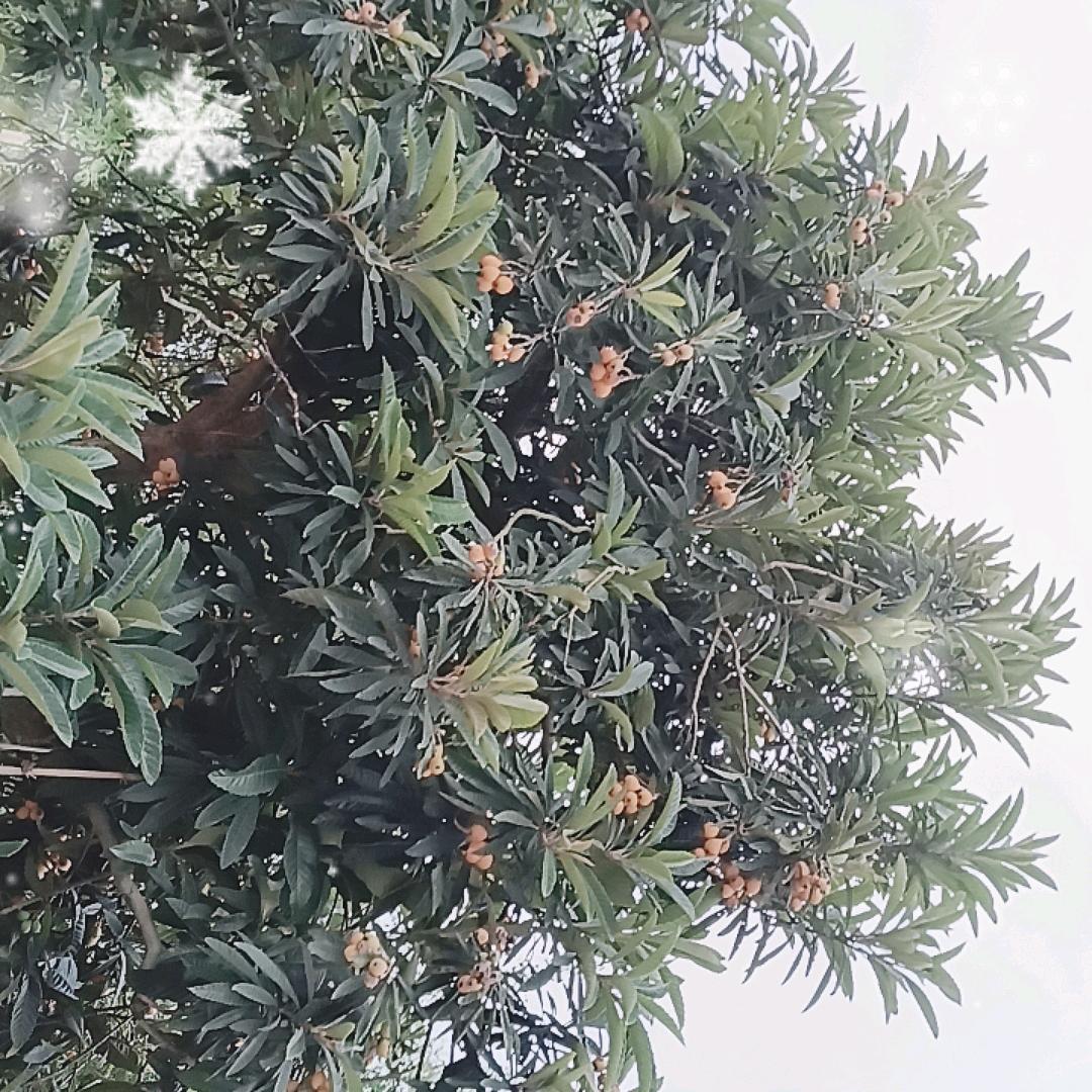 赵三孃