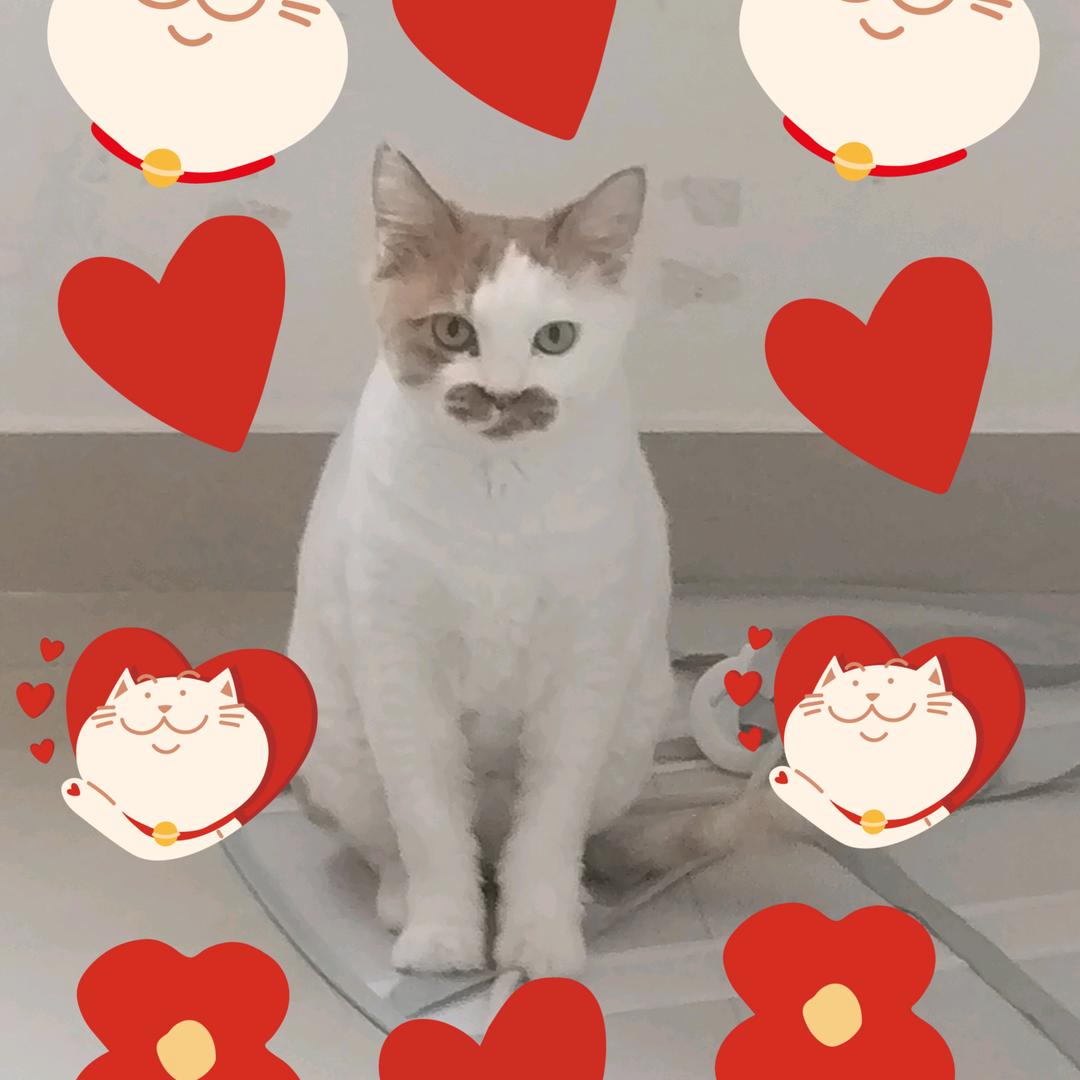 猫猫🐈🐈的的