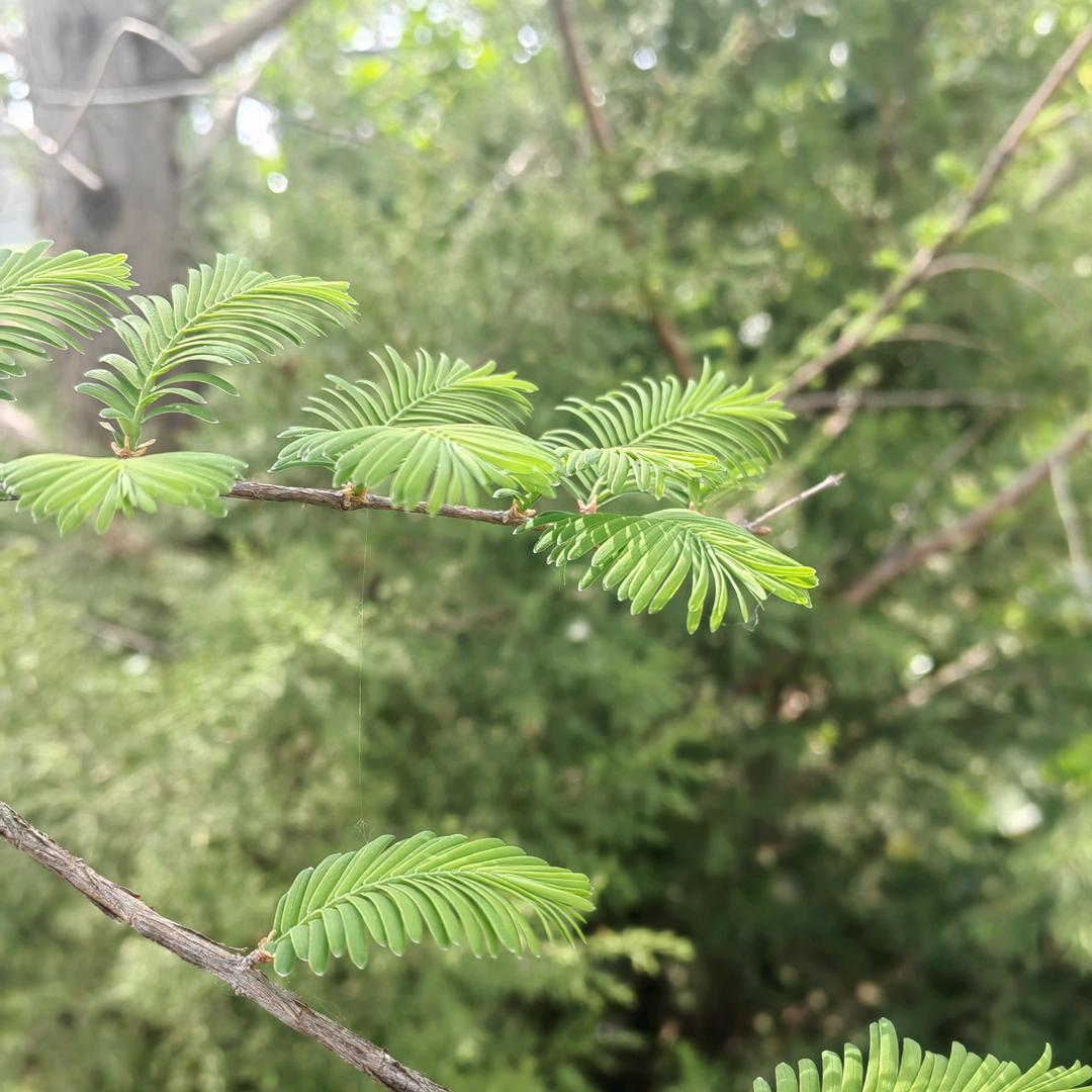 夏晚星