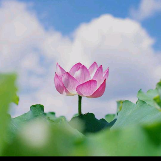 芬