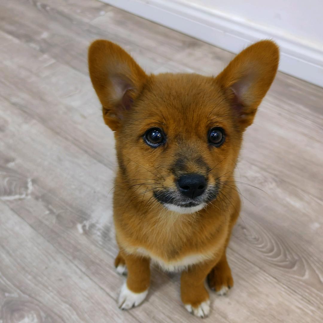 小土狗    卡卡🐕🐕成长记