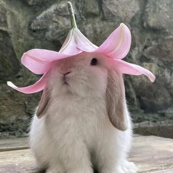 清炒红苋菜