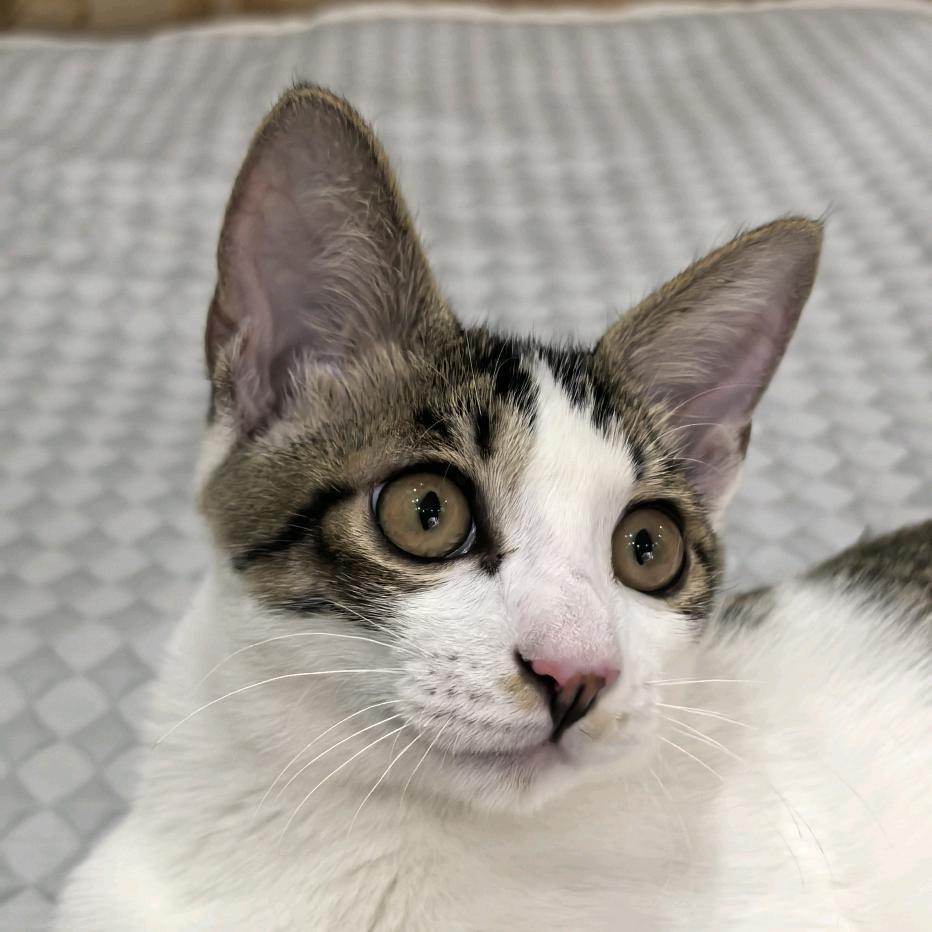 花花是只小男猫🐱