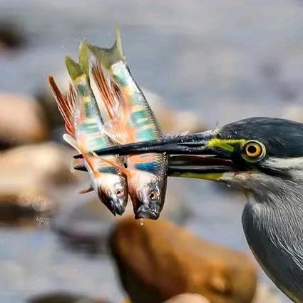 宽鳍鱲原生鱼